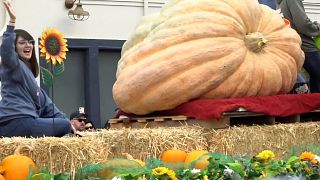 Au Arts and Pumpkin festival, en Californie, une courge de 986 kilos