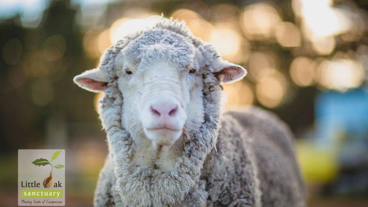 Avustralya: 40 kiloluk yünüyle rekor kıran merinos koyunu öldü