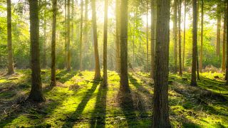 Araştırma: Toplu ağaçlandırma iklim krizi ile mücadelede yeterli değil