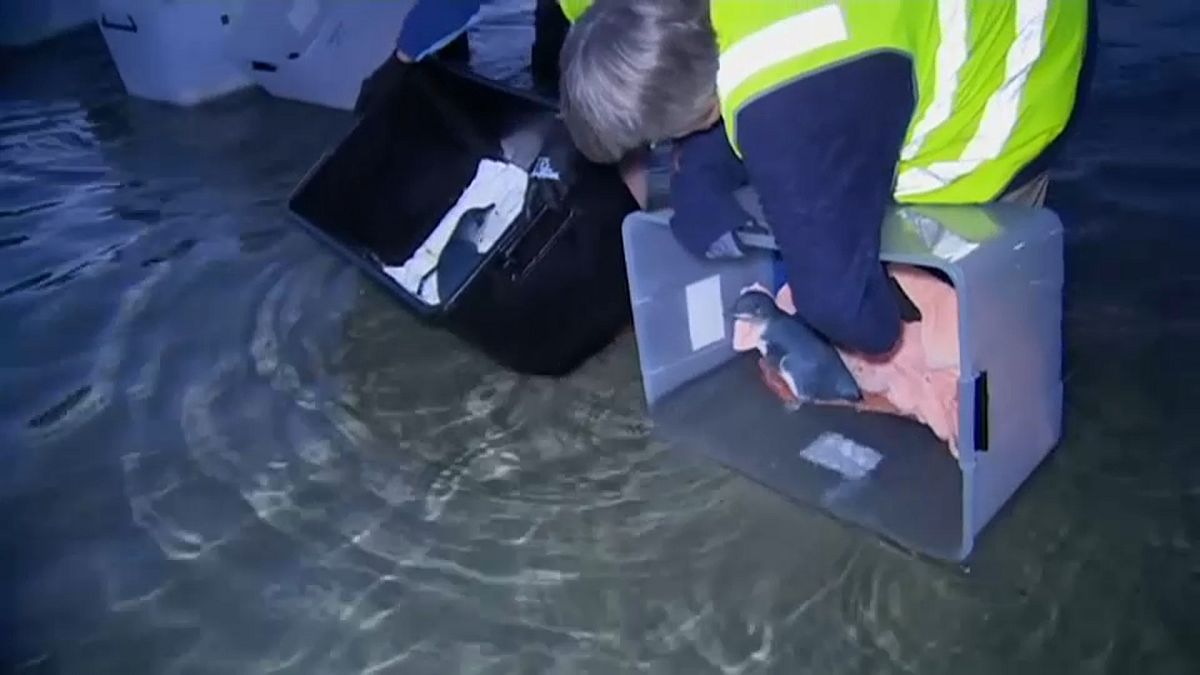 فيديو: إنقاذ 7 بطاريق صغيرة وإطلاقها حرة في المحيط في أستراليا