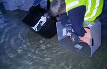 فيديو: إنقاذ 7 بطاريق صغيرة وإطلاقها حرة في المحيط في أستراليا