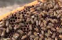 EU-Parlament will besseren Schutz von Bienen