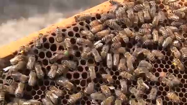 EU-Parlament will besseren Schutz von Bienen EU-Parlament will besseren Schutz von Bienen