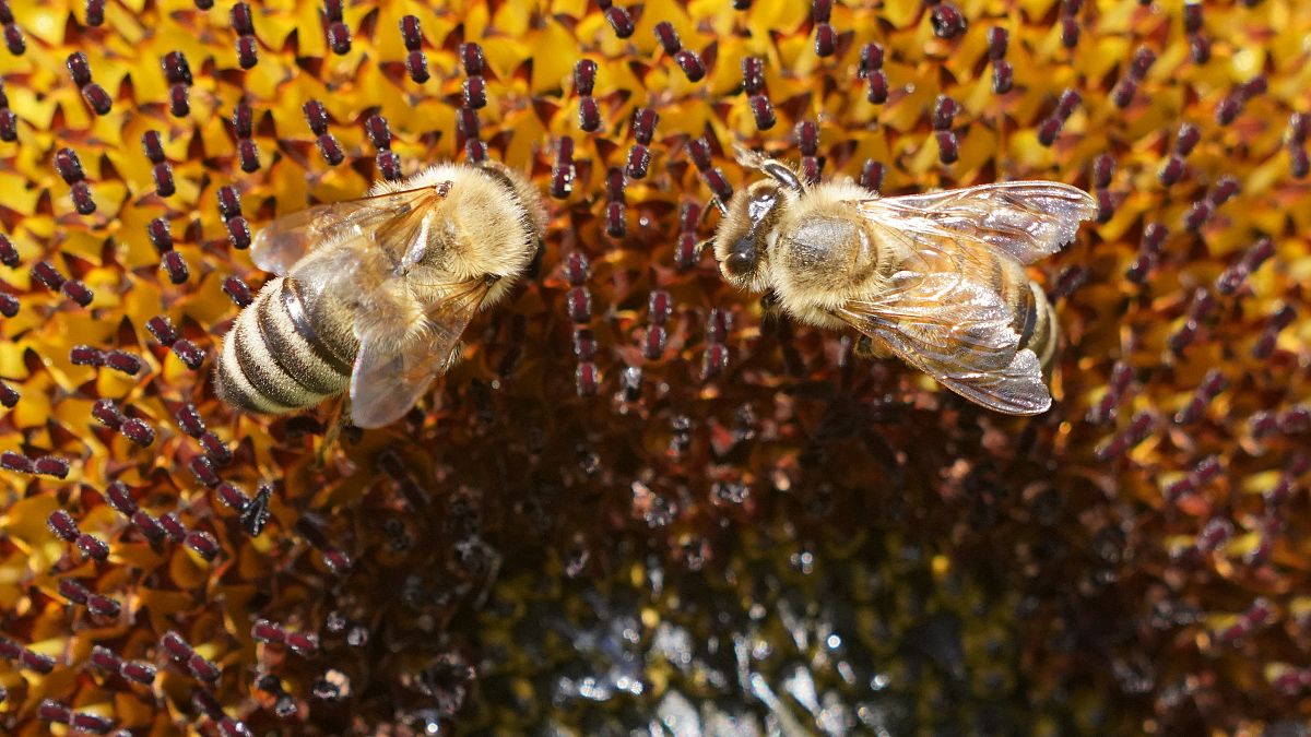 Fokozott védelmet követel a méheknek az Európai Parlament