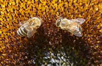 Fokozott védelmet követel a méheknek az Európai Parlament