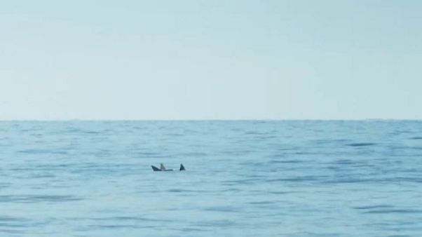 Egyetlen döntésen múlhat a barnadelfinek sorsa Egyetlen döntésen múlhat a barnadelfinek sorsa