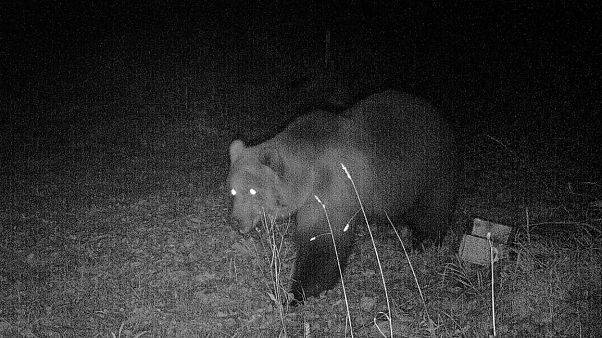 Ein Braunbär streift durch Bayern. Ein Braunbär streift durch Bayern.
