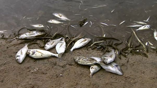 ¿Por qué se muere el Mar Menor y qué otras zonas peligran? ¿Por qué se muere el Mar Menor y qué otras zonas peligran?