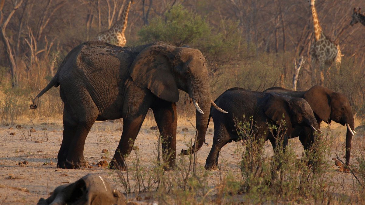 Szomjan halnak az elefántok Zimbabwéban