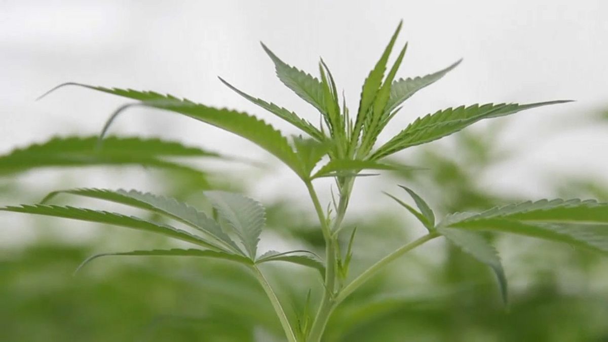 L'Assemblée nationale française autorise le cannabis thérapeutique 