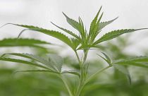 L'Assemblée nationale française autorise le cannabis thérapeutique 