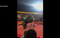 شاهد: لحظة هجوم دب على مدربه خلال عرض في سيرك روسي