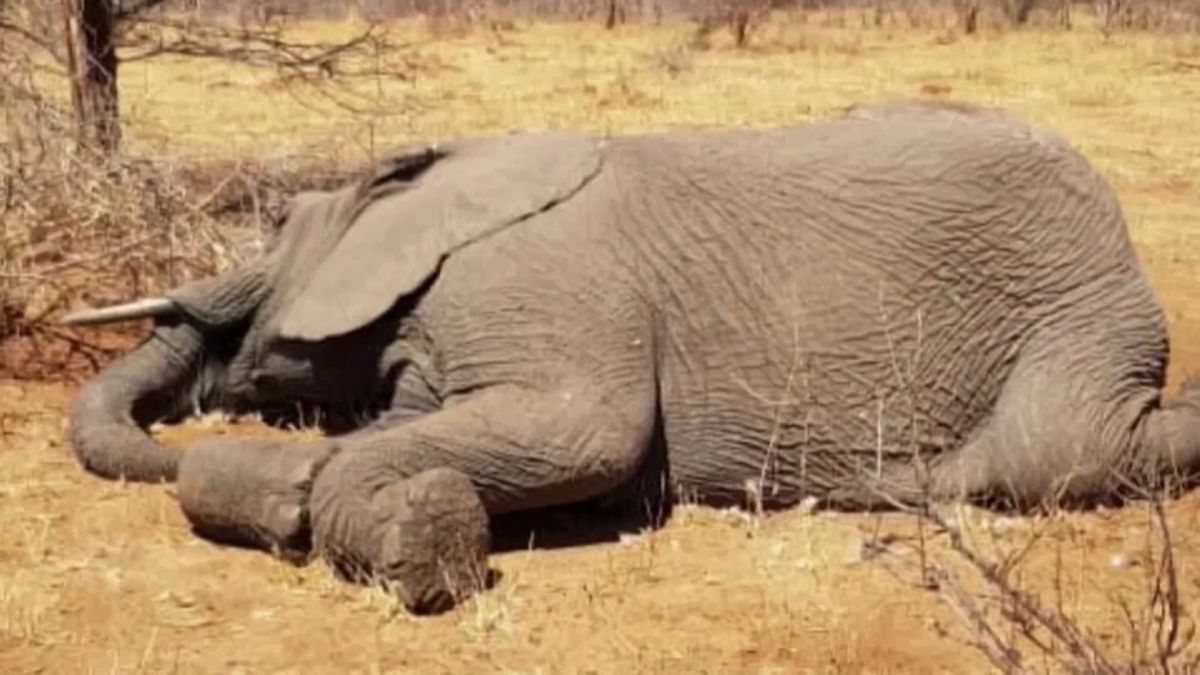 Al menos 55 elefantes mueren de hambre y sed en Zimbaue por la sequía