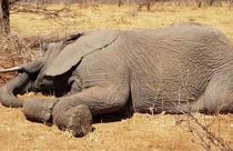 Al menos 55 elefantes mueren de hambre y sed en Zimbaue por la sequía