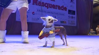 Watch: Pets in Florida get dressed up for masquerade ball