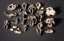 أحافيرٌ تكشف حقائق جديدة عن تطور الثديات قبل ملايين السنين 