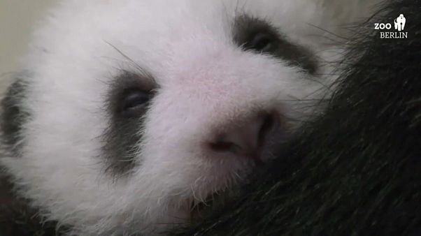 Neue Kuschelecke für kleine Pandas, sie wiegen jetzt 2,5 Kilo Neue Kuschelecke für kleine Pandas, sie wiegen jetzt 2,5 Kilo