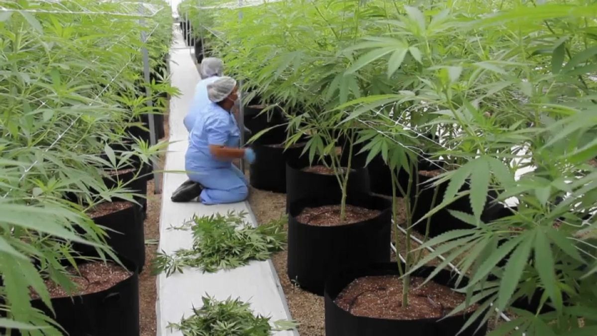 Cannabis: Frankreich will Studie zum medizinischen Einsatz erlauben