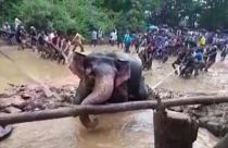 Indian villagers up to the tusk as they rescue elephant from swamp