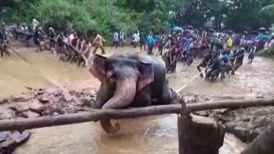 Indian villagers up to the tusk as they rescue elephant from swamp