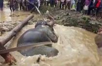 Bataklığa saplanan fili kurtaran köylüler ezilme korkusu yaşadı 