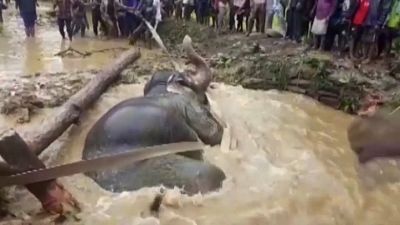 شاهد: إنقاذ أنثى فيل علقت بمستنقع في جنوب الهند