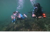 Dubái bajo el agua: arrecifes de coral y naufragios históricos