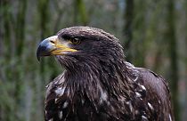 Eagle's big bill: GPS-tracked bird sends mobile charge soaring by roaming into Iran