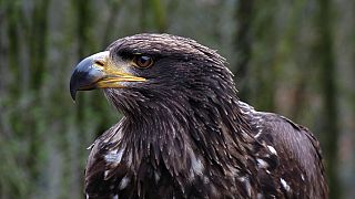 Eagle's big bill: GPS-tracked bird sends mobile charge soaring by roaming into Iran