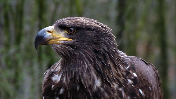 Eagles Big Bill Gps Tracked Bird Sends Mobile Charge