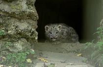 Erstmals im Freien: Schneeleoparden-Babys im Zoo Salzburg (Video)