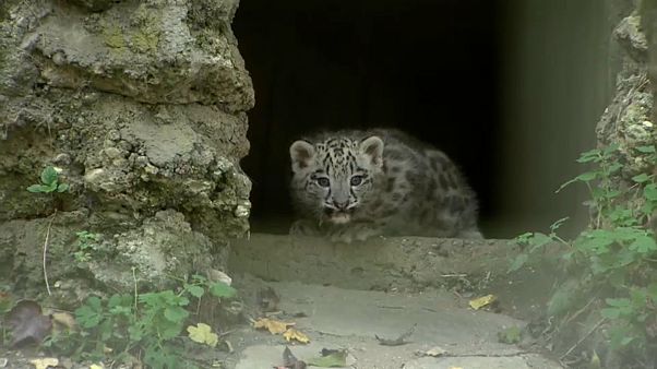 Erstmals im Freien: Schneeleoparden-Babys im Zoo Salzburg (Video) Erstmals im Freien: Schneeleoparden-Babys im Zoo Salzburg (Video)