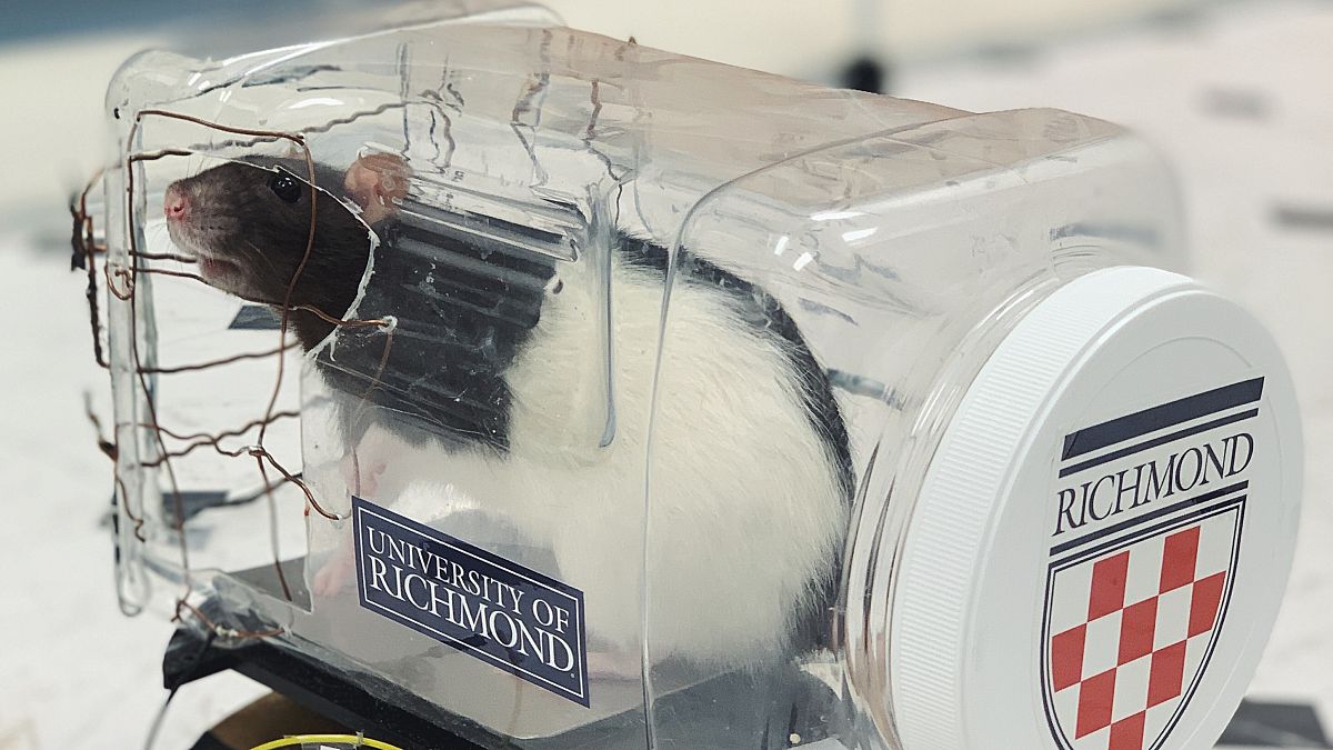 Watch: Scientists have taught rats to drive - and they love it