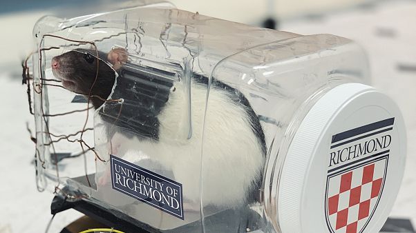 Watch: Scientists have taught rats to drive - and they love it Watch: Scientists have taught rats to drive - and they love it