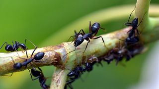 Yoğunluk arttıkça hızları artıyor: Karıncalar trafik sıkışıklığına çözüm olabilir mi?