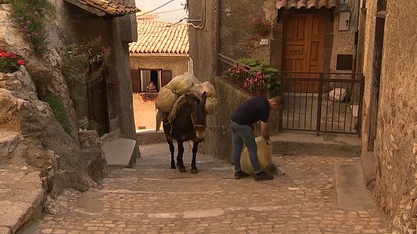 Watch: Mules replace bin lorries in hilltop Italian town Watch: Mules replace bin lorries in hilltop Italian town