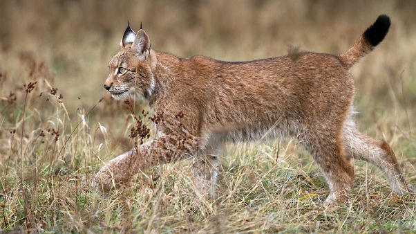 Nachdem er zwischenzeitlich ausgerottet war, zieht der Luchs heute wieder durch Deutschland und Österreich. Nachdem er zwischenzeitlich ausgerottet war, zieht der Luchs heute wieder durch Deutschland und Österreich.