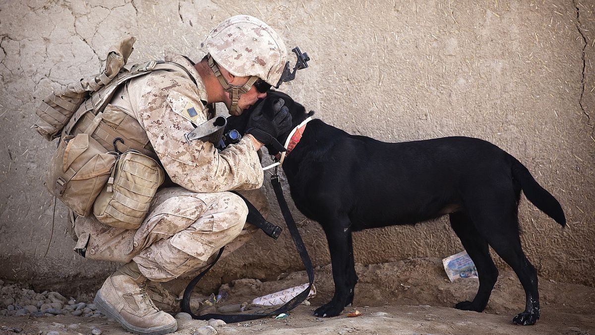 ترامب ينشر صورة الكلب "بطل" العملية الأمريكية لقتل البغدادي