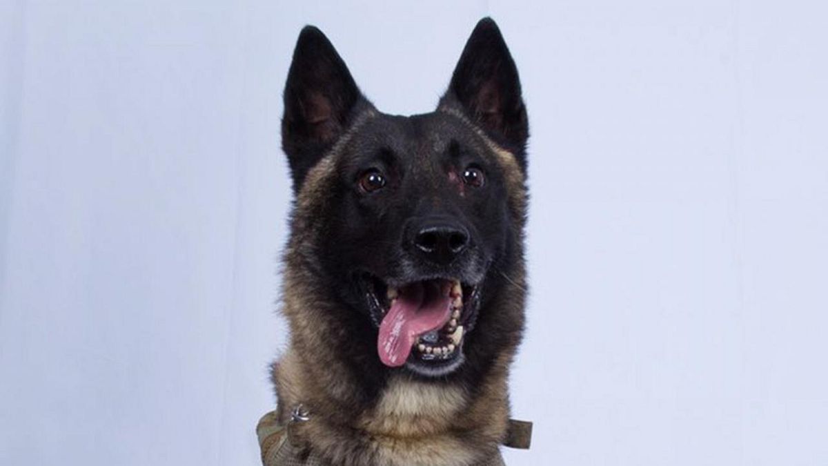 ترامپ تصویر سگی را که در عملیات کشتن بغدادی شرکت داشت، منتشر کرد