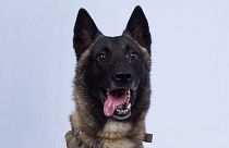 ترامپ تصویر سگی را که در عملیات کشتن بغدادی شرکت داشت، منتشر کرد