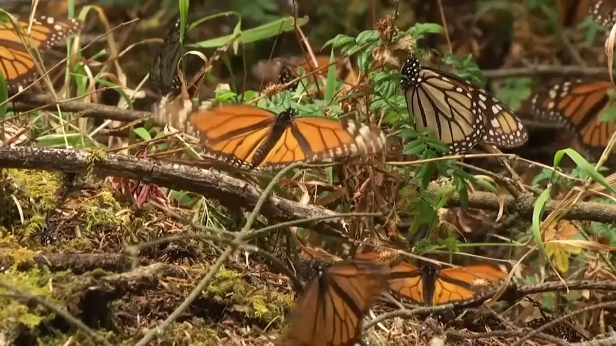 Watch: Millions of monarch butterflies arrive in Mexico