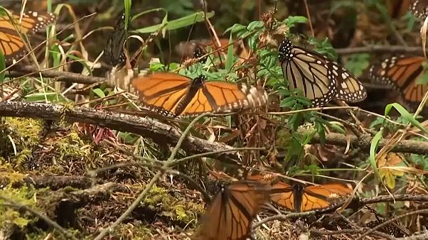Watch: Millions of monarch butterflies arrive in Mexico Watch: Millions of monarch butterflies arrive in Mexico