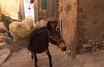 جمع‌‌آوری زباله با قاطرها در آرتنای ایتالیا