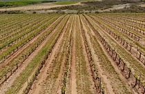 L'industrie vitivinicole espagnole traverse une période de profonde incertitude.