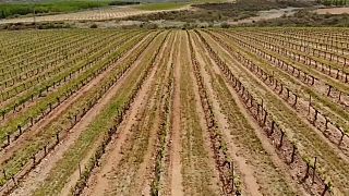 Los vinos españoles buscan nuevos mercados