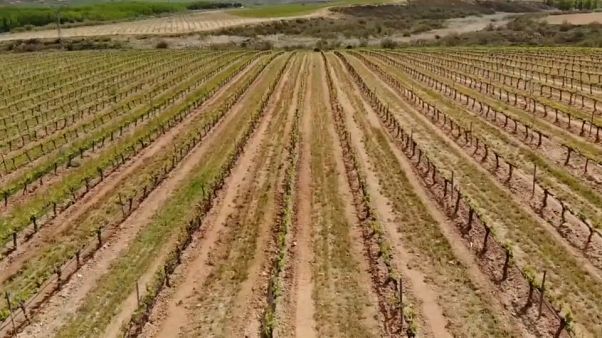 L'industrie vitivinicole espagnole traverse une période de profonde incertitude. L'industrie vitivinicole espagnole traverse une période de profonde incertitude.