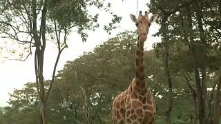 Жирафы в опасности