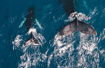 Whale populations have been under threat since the 1930s due to whaling