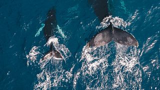 Whale populations have been under threat since the 1930s due to whaling