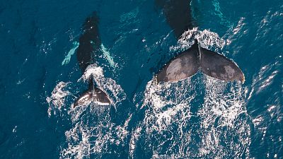 Whale populations have been under threat since the 1930s due to whaling Whale populations have been under threat since the 1930s due to whaling